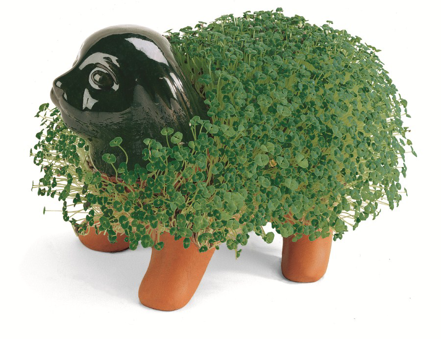 chia-pet1